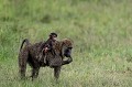  babouins,kenya,afrique 