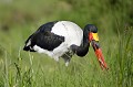(Ephippiorhynchus senegalensis) Jabiru du Sénégal jabiru,senegal,kenya,afrique 