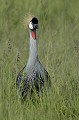 (Balearica regulorum) grue,royale,kenya,afrique 