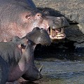 Le combat va se limiter à une démonstration de force qui va profiter à celui qui se trouve en premier plan. Parfois la lutte peut tourner à l'affrontement meurtrier... hippopotames,kenya,afrique 
