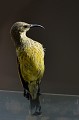 (Cinnyris venustus) soui,manga,ventre,jaune,kenya,afrique 