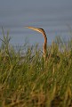 (Ardea purpurea) Le Héron pourpré vit dans les marais de roseaux, les rives des lacs, les mangroves. Oiseau solitaire, il se nourrit de poissons, grenouilles, insectes et canetons... heron,pourpre,kenya,afrique 