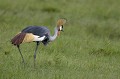 (Balearica regulorum) Grue royale grue,royale,kenya,afrique 