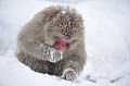 (Macaca fuscata) De la famille Cercopithecidae, il est le plus robuste et le plus lourd des macaques. Sa fourrure est épaisse et augmente en densité en hiver. Elle lui permet de supporter des températures pouvant atteindre - 20° C. C'est un singe aux membres puissants, aussi agile au sol, où il se déplace en position quadrupède, que dans les arbres. C'est aussi un excellent nageur. macaque,japon. 