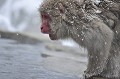 (Macaca fuscata) macaque,japon 