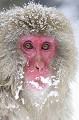 (Macaca fuscata) macaque,japon 