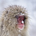 (Macaca fuscata) C'est un singe diurne, qui occupe le plus clair de son temps à la recherche de nourriture. La nuit, il se regroupe avec d'autres singes pour dormir dans un arbre, derrière une souche ou dans un creux de rocher... macaque,japon 
