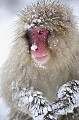 (Macaca fuscata) Cette image a été primée et publiée en janvier 2014 par le magazine "PHOTO". macaque,japon. 