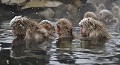 (Macaca fuscata) Le Macaque du Japon est un singe grégaire et social qui vit en bande de plusieurs dizaines d'individus, dominée par les femelles. Pour lutter contre le froid, il a choisi de vivre à proximité des sources thermales d'eau chaude, dont la température peut atteindre 40 à 60 ° C !!! Il peut passer en quelques secondes de l'eau brûlante à l'air glacial sans s'en ressentir, grâce à la double épaisseur de sa fourrure... macaques,japon 