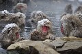 (Macaca fuscata) macaques,japon 