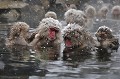 (Macaca fuscata) C'est une activité courante chez les singes qui consiste à traquer chez leur congénère puces, tiques et autres parasites. Cette action est aussi la marque d'un lien social très fort. macaques,japon 