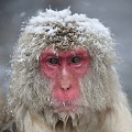 (Macaca fuscata) Le Macaque du Japon a une espérance de vie d'environ 20 années. macaque,japon 