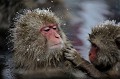 (Macaca fuscata) macaques,japon 