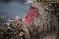 (Macaca fuscata) macaques,japon 