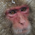 (Macaca Fuscata) macaque,japon 
