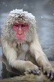 (Macaca fuscata) macaque,japon 