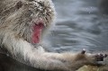 (Macaca fuscata) macaque,japon 