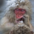 (Macaca fuscata) macaques,japon 