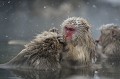 (Macaca fuscata) macaques,japon 