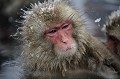 (Macaca fuscata) macaques,japon 