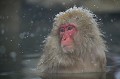 (Macaca fuscata) macaque,japon 