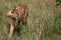 Le Caracal est considéré comme le plus féroce des petits félins d'Afrique. Il peut tuer des antilopes bébés ou adolescentes par étouffement, en les prenant à la gorge ou au museau. Il saute aussi très haut et peut capturer des damans des rochers et des oiseaux en vol tels des pigeons et des gangas.... caracal,kenya,afrique 