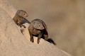 La période des amours se situe en saison humide. C'est principalement le couple dominant qui se reproduit. La femelle met bas 2 à 3 portées par an, les unes à la suite des autres. Ces portées comptent 2 à 6 petits, qui sont élevés et allaités par plusieurs individus de la communauté. La gestation dure 2 mois, les jeunes sont sevrés vers 8 semaines... mangoustes,naines,kenya,afrique 