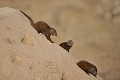 Les Mangoustes naines ont de petits yeux, mais une très bonne vue pour repérer les prédateurs : rapaces, chacals, serpents et léopards. Elles assurent elles-mêmes leur sécurité. Pendant que des membres s'occupent des bébés ou vont à la chasse, les sentinelles surveillent l'environnement, déclenchant l'alerte en cas de danger. En outre, elles ont des liens étranges avec les Calaos. En échange de quelque nourriture, ces derniers préviennent par leurs cris les Mangoustes de l'arrivée imminente d'un prédateur... mangoustes,naines,kenya,afrique 
