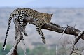  leopard,kenya,afrique 