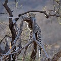  leopard,kenya,afrique 