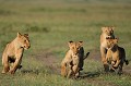  lions,kenya,afrique 