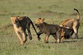  lions,kenya,afrique 