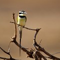 (Merops albicollis) Ce bel oiseau, proche du Guêpier de Perse vit dans la brousse subdésertique peu boisée, les oueds et les dunes pendant les pluies d'été, la voûte de la forêt pendant l'hiver boréal. Il se nourrit de fourmis volantes et autres insectes et mange peu d'abeilles, contrairement aux autres espèces de guêpiers... guepier,gorge,blanche,kenya,afrique 