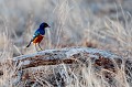 (Spreo superbus) Très coloré, il mérite son qualificatif de "superbe". Il vit dans les zones faiblement boisées, semi-arides et se nourrit d'insectes, fruits et baies au sol... spreo,superbe,kenya,afrique 