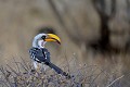 (Tockus flavirostris) Cet oiseau vit dans la savane semi-aride et les forêts riveraines et se nourrit de gros insectes, rongeurs, mille-pattes, scorpions, fourmis, oeufs, fruits et graines... calao,bec,jaune,kenya,afrique 