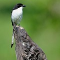 (Lanius cabanis) Elle vit dans les savanes herbeuses, la brousse côtière et les zones cultivées, se nourrissant de sauterelles et de scarabées... pie,grieche,longue,queue,kenya,afrique 