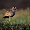 (Vanellus senegallus) Echassier de taille moyenne, remarquable par son bec jaune très caractéristique, il vit dans les marais, les étangs, les prairies humides et se nourrit de bousiers, sauterelles, criquets, grillons, insectes aquatiques et graines... vanneau,senegal,kenya,afrique 