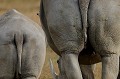 rhinoceros,kenya,afrique 