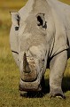  rhinoceros,kenya,afrique 