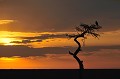 msai,mara,kenya,afrique 