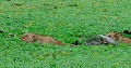  lions,kenya,afrique 