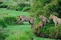 D'autres lions ont choisi de franchir le passage par la voie des airs.. lions,kenya,afrique 