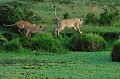  lions,kenya,afrique 