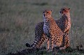  guepards,kenya,afrique 