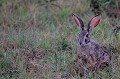 Le lièvre d'Afrique lievre,kenya,afrique 