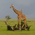 Présentes dans le sud du Kenya, leur robe est marquée de taches brunes irrégulières sur fond ocre, qui font penser à des feuilles de chêne... giraes,masai,kenya,afrique 