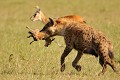 La Hyène n'est pas seulement un charognard, avide de viande morte. C'est aussi un redoutable chasseur qui attaque en meute de grosses proies ou seule de plus petites proies. C'est le cas ici, où elle tient ferme entre ses crocs un bébé gazelle, au grand désespoir de la mère, désemparée, que l'on aperçoit en arrière plan et qui n'a pu défendre sa progéniture... hyene,kenya,afrique 