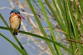 (Alcedo cristata) De petite taille, au plumage très coloré, le Martin pêcheur huppé se tient au plus près d'un point d'eau, en position d'observateur. Sa nourriture préférée  les insectes aquatiques et les petits crustacés... martin,pecheur,huppe,kenya,afrique 