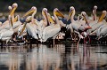 (Pelecanus onocrofalus) Le Pélican blanc est l'un des plus gros oiseaux d'Afrique. Il se nourrit à Nakuru de gros poissons mais niche à 16 km de là à Elementeita, une zone plus calme et plus propice à la reproduction... pelicans,blancs,nakuru,kenya,afrique 