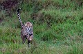  guepard,kenya,afrique 